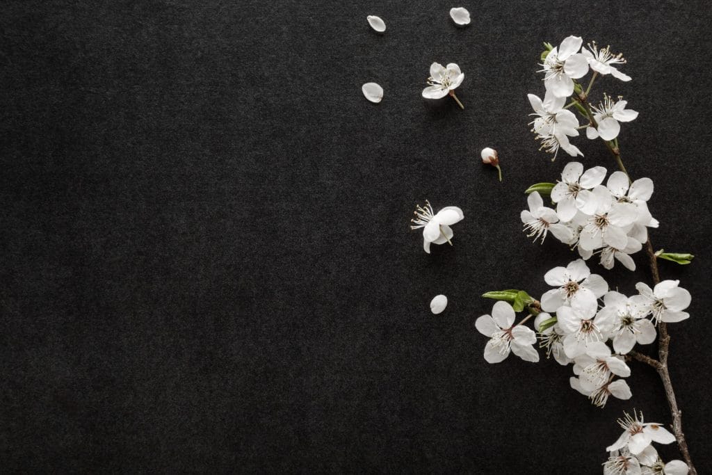 White flowers against dark background at wake venue in Shropshire, creating a respectful atmosphere for memorial and funeral receptions at The Shropshire