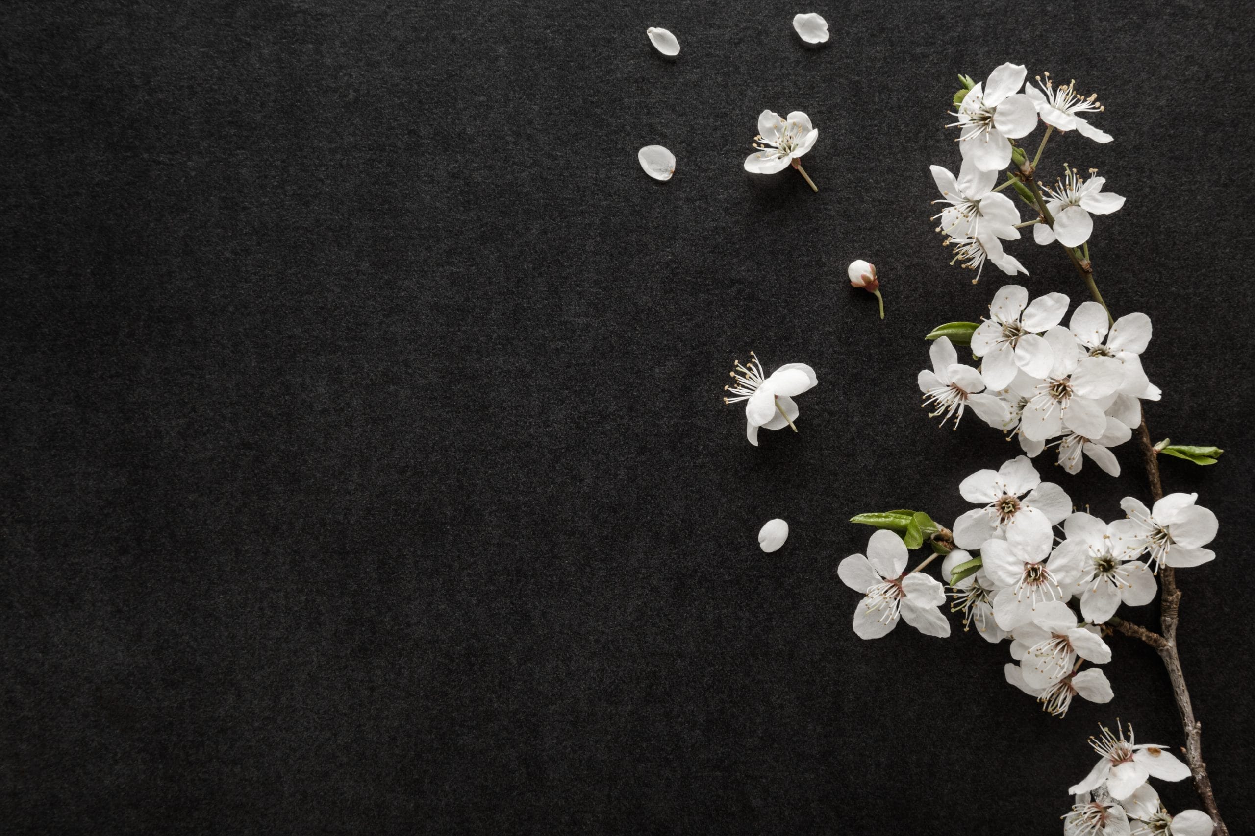 White flowers against dark background at wake venue in Shropshire, creating a respectful atmosphere for memorial and funeral receptions at The Shropshire